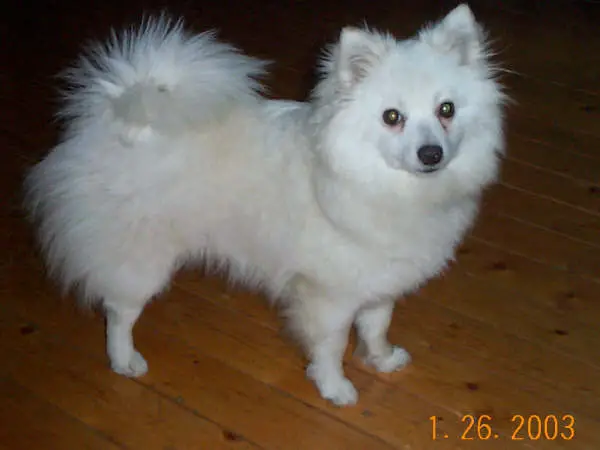 Driftwoods Gentle Brooke