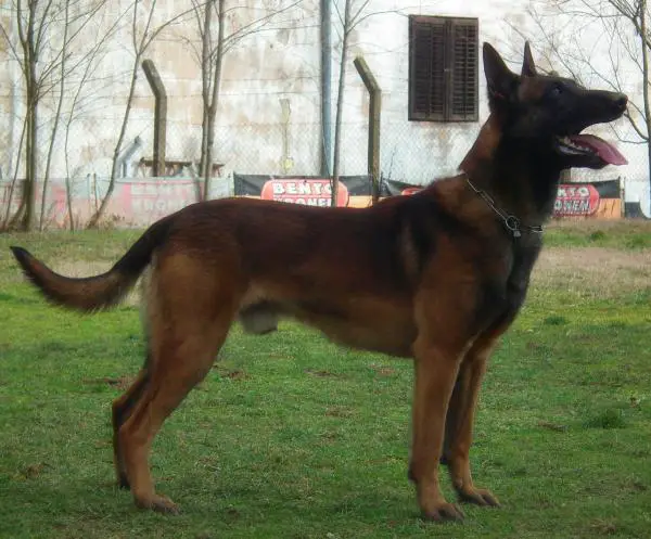 Chapman vom Holzmicheltal