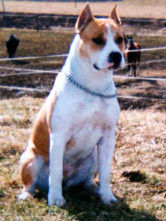 Cool Wind Kennel Redbunny
