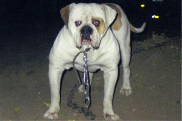 Albidrez's/Arties's Dynamite