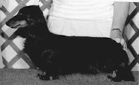 AM CH Sleepytime's Ohio Export ML