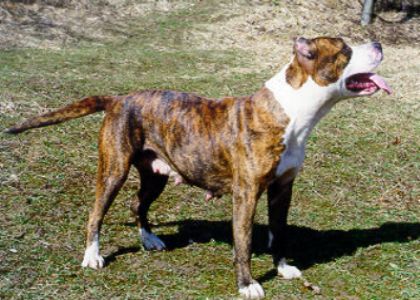 Abra (AST  203) Gabrovo