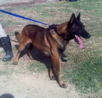 Doc (2009) LOM FCMQ 9130-A