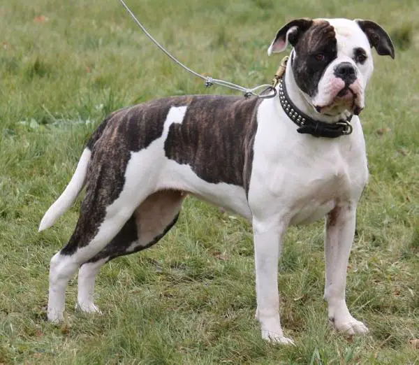 Pawsitives Bullies Lady Liberty Of Great Lakes PH-0.44/0.44