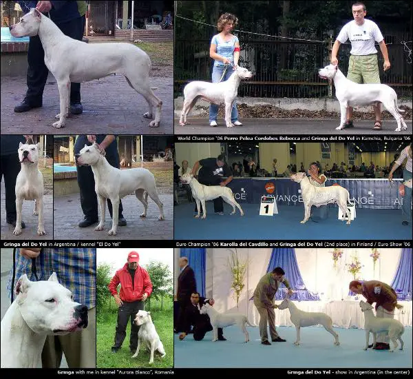 CHBG,CHMK,BJB,BJ Gringa del Do Yel