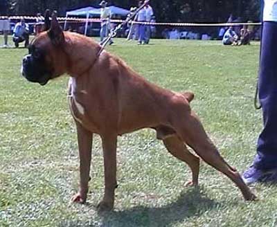 CH.HU,CH.RO Carlo Dell Antiqo Squero