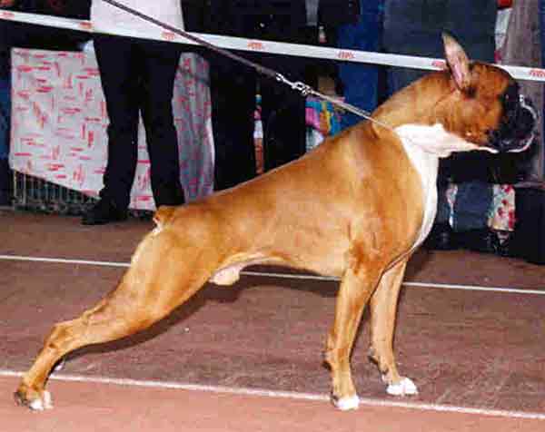 INT, RU, BLR, FIN CH Della Monte Klio Klassik Karden