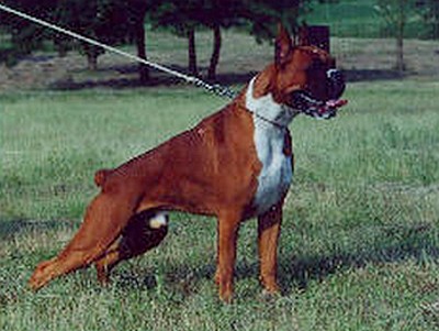 Jericho du Clos de l' Escaladieu