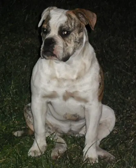 OAB's Kahlua of Weldon's