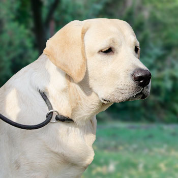 Play Full Team Jungle  Boogie