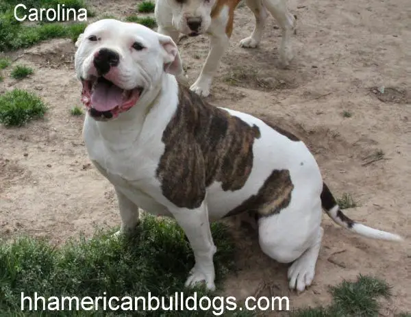 Horsley's Carolina Ice