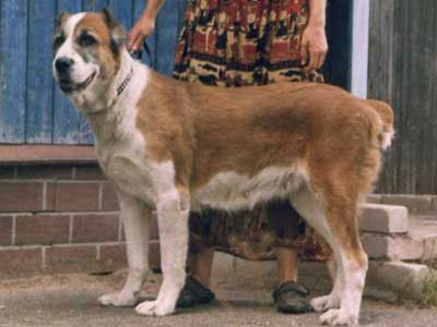 Stear Lial Mikar Tilda