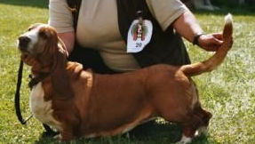 Fleur Bohemia Patriot