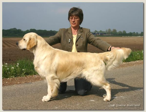 DUTCH CHAMPION Matador v.d. Beerse Hoeve