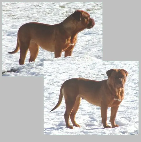 CH Bon Vitalis Fortuna Flip A Coin