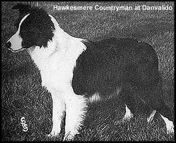 Hawkesmere Countryman at Danvalido, hips 5/7