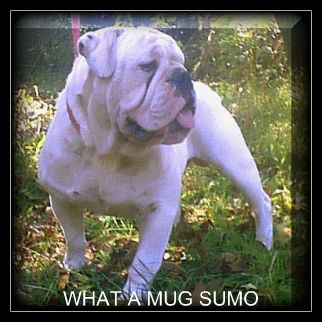 what a mug sumo