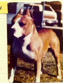 AKC CH Ruffian Harper of Har-Wyn