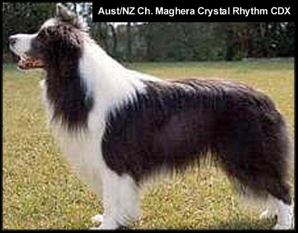 AUST/NZ CH Maghera Crystal Rhythem, hips 3/4