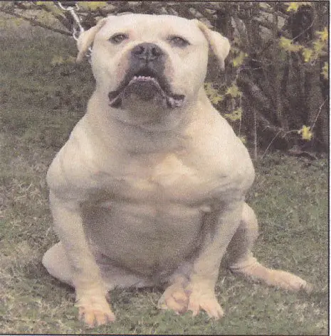BullPark's Mighty