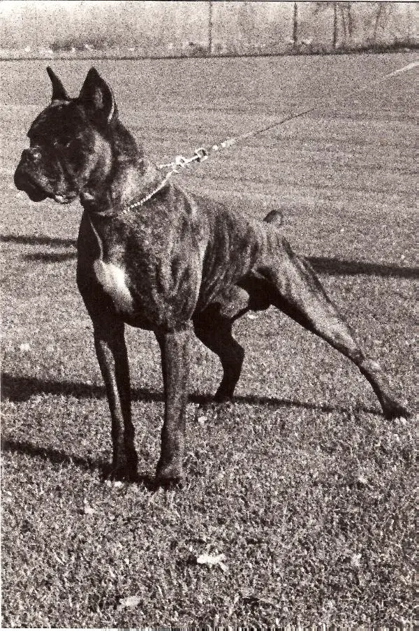 CAC CACIB HOLL.CHAMP Valet Gaspar v. Worikben