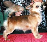 CH Cesira di Rio Galeria