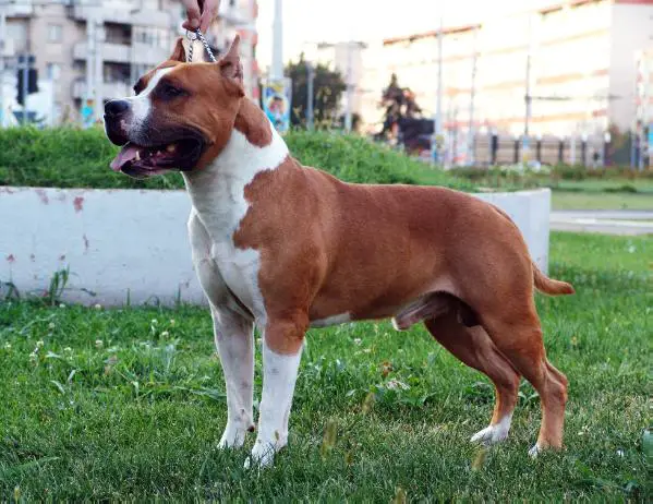 MULTI CH Wizage Mister Milk