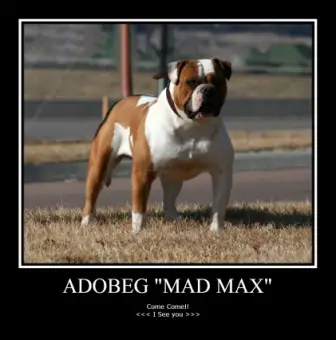 Adobeg Mad Max