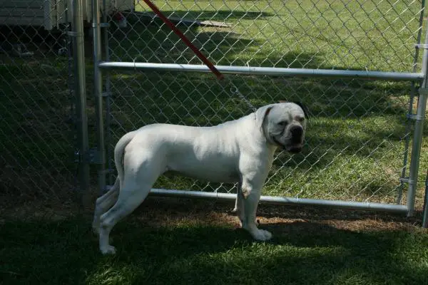 Munson Rebel Rousier