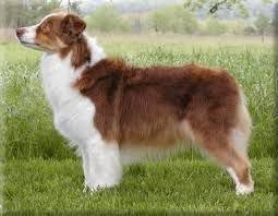 ASCA CH Hearthside's Shaming the Sun