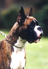 Krato v.d. Hazenberg