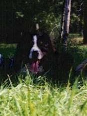 Blackwood's Yellow Foot Paco