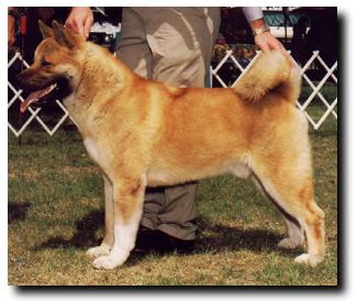 BISS AKC CH TimberSky's Outlaw Justice