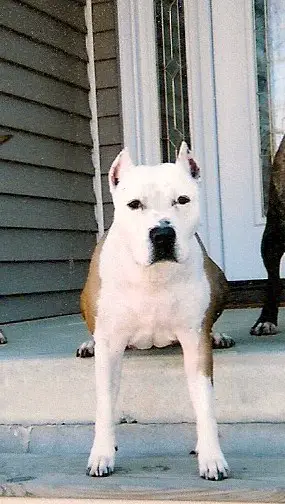 Zeena Tacoma Princess