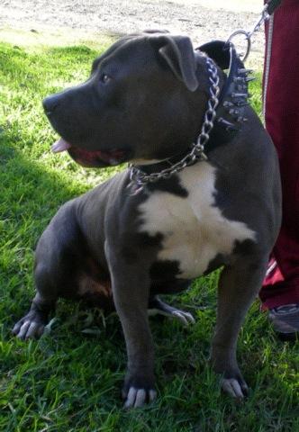 SHADYSBOSS BOSS HAZE