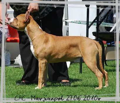 ALMA MIA NARCOTIC Crazy Staff