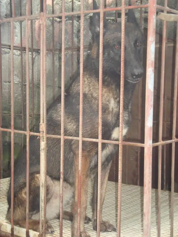 A' Fiona Turbo du Rohan