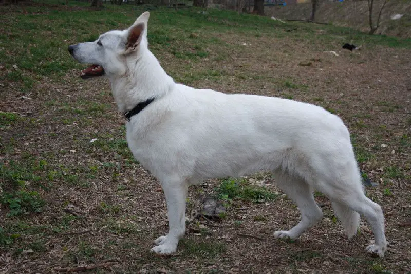 Besta Blond of Angelotti