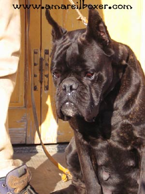 Wally Dei Roeri