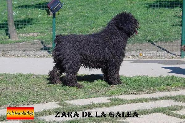 Zara De La Galea old