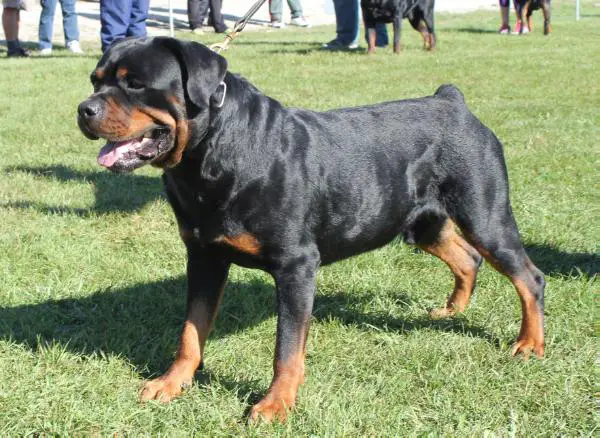 CAN CH, CGN Batista Von Vinseau