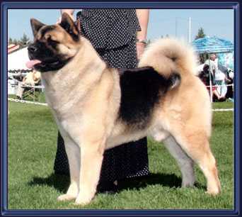 BISS AKC CH Bearbrand's Freedom Fighter