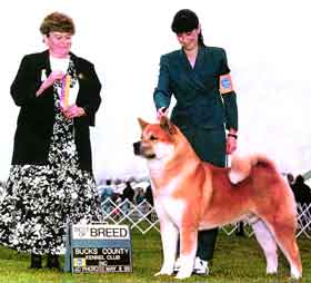 AKC CH Akiko's Lord Of The Rings