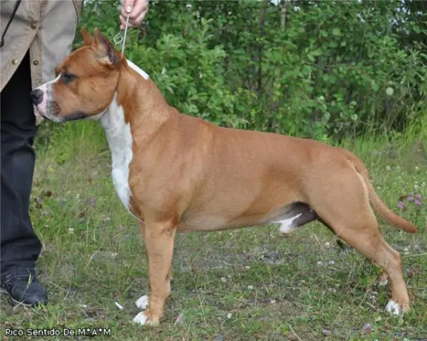 CH RUS,MOL,BUL,CACIB Rico Sentido De M'A'M