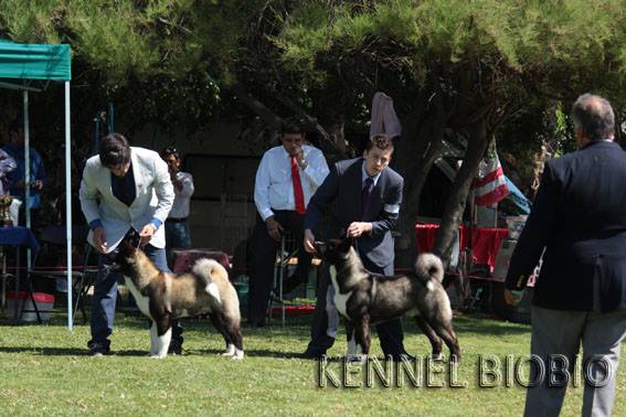 AKC CH Sondaisa's Quick Draw McGraw