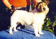 CH Inverbrae Black Berry