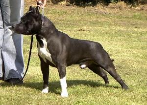 Ychasqui Of Nice Pharamund's