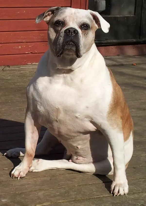 Østergaard's Bertha