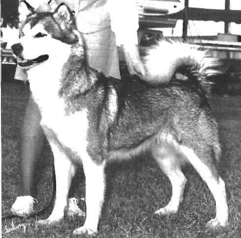 Tigara's Natasha of Tumleh