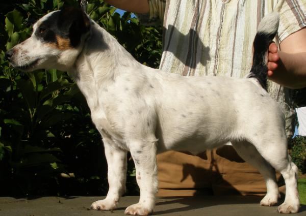 CH. INTERRA WINNER Taylortay Tank Girl